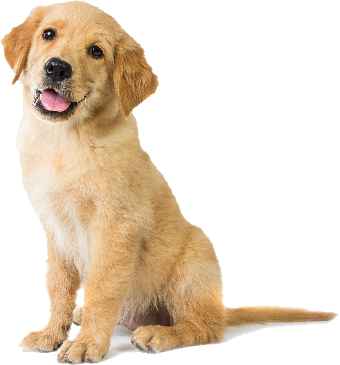 Happy Golden Retriever Puppy - Golden Retriever Puppy Sitting (1200x1345), Png Download