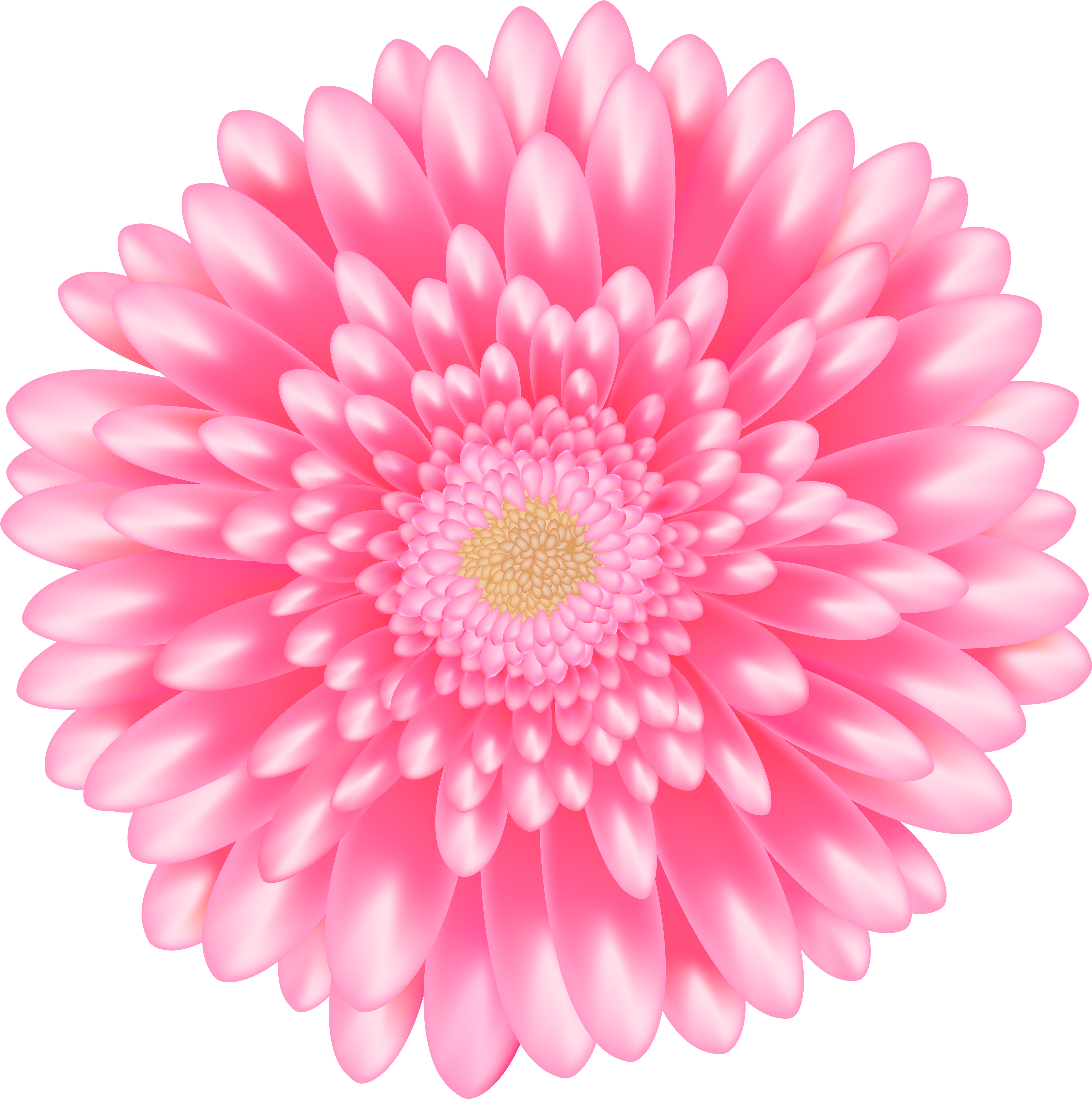 Barberton Daisy (4970x5000), Png Download