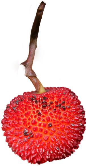 Strawberry, Isolated, Png, Fruit, Eat, Nature, Close - Berry (493x720), Png Download