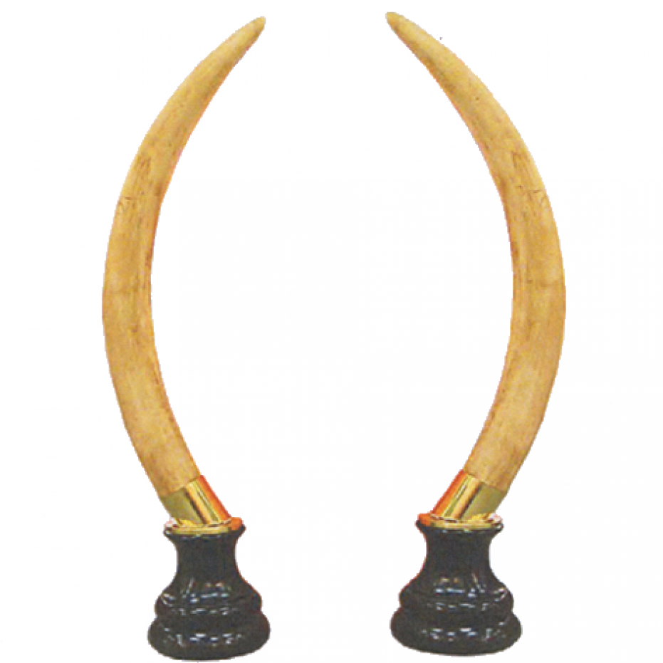 Colmillo De Elefante Png (1398x930), Png Download