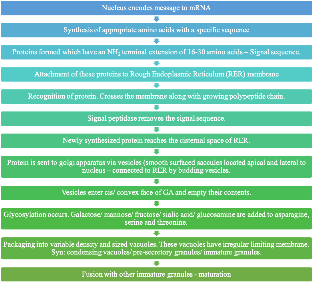 Formation Of Protein Component In Saliva- Flow Diagram - Przepisy Dotyczące Ochrony Środowiska (1108x943), Png Download