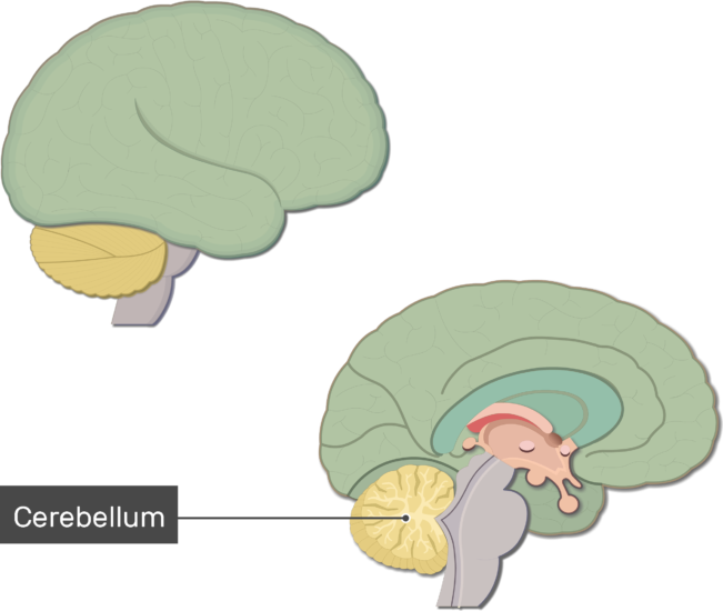 An Image Showing The Cerebellum Labeled, Lateral And - Brain (651x550), Png Download