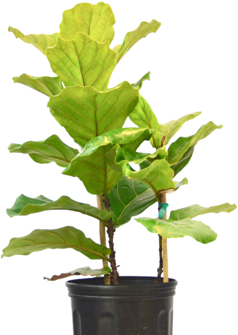 Ficus Lyrata 'fiddle Leaf Fig' - Flowerpot (1057x700), Png Download