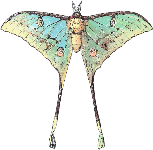 Luna Moth Scientific Illustration (566x800), Png Download