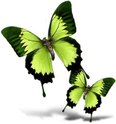 Butterfly (800x800), Png Download
