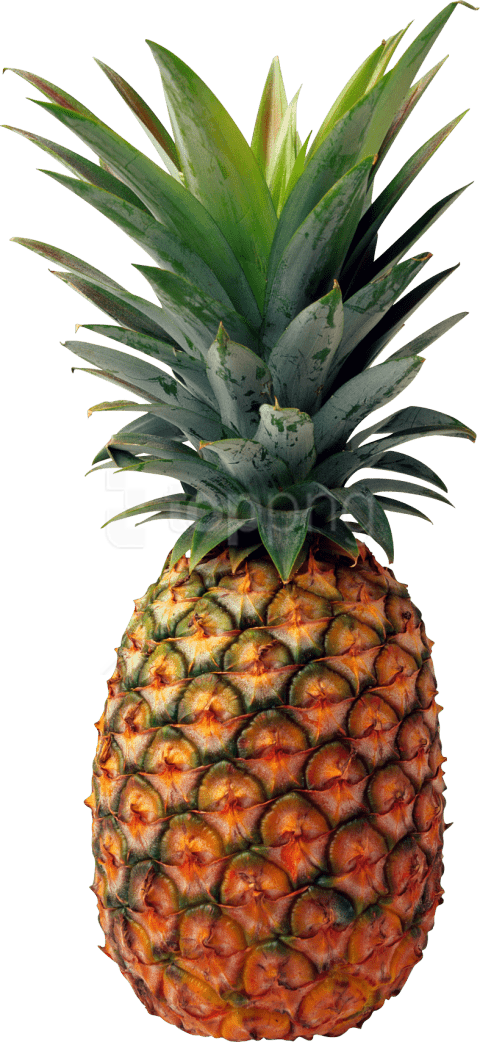 Free Png Pineapple Png Images Transparent - Pineapple Png (480x1042), Png Download