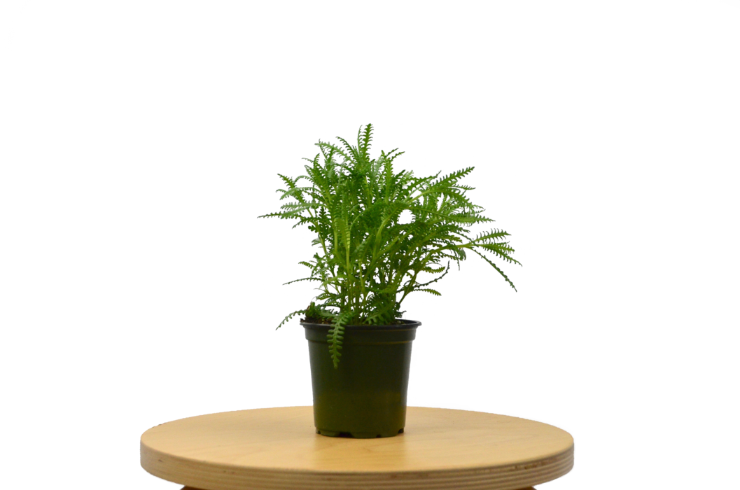 Lavender 'french' Plant - Houseplant (1057x700), Png Download