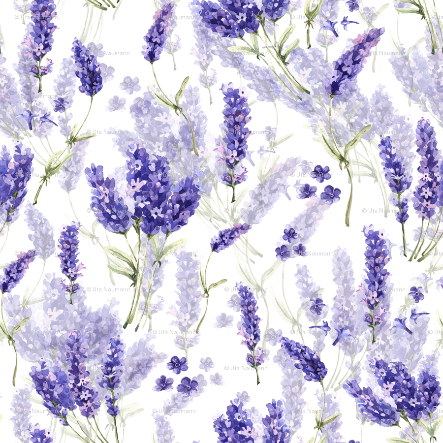 English Lavender (900x900), Png Download
