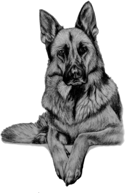 Animal Paintings, Animal Drawings, Pencil Drawings, - German Shepherd Dog Gray (501x640), Png Download