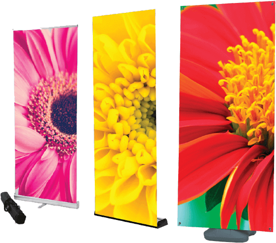 Roller Banners & Banner Stands - Gerbera (600x600), Png Download