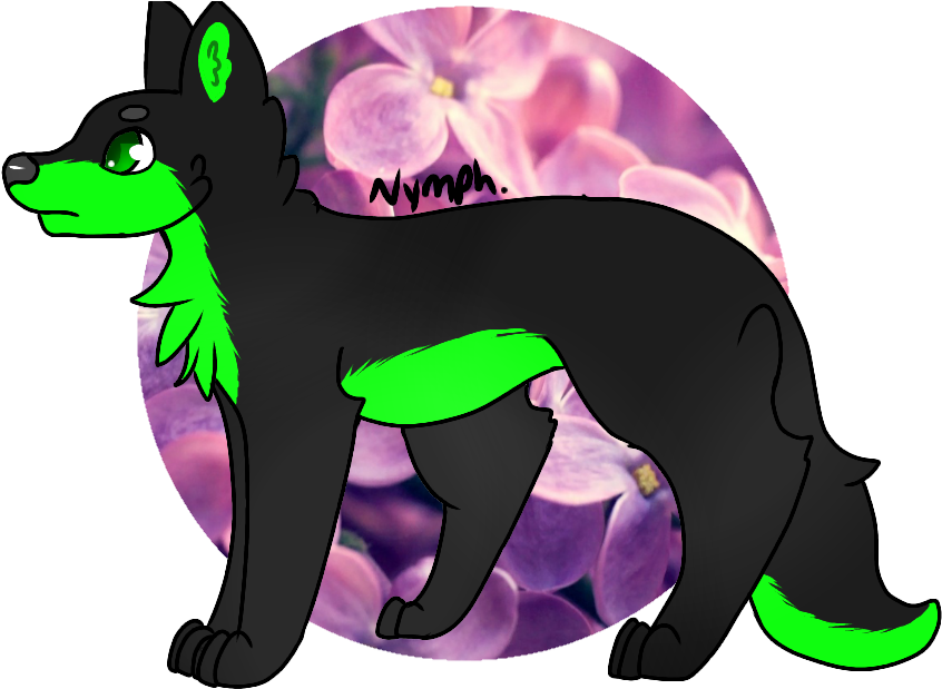 Picture - Companion Dog (1024x627), Png Download