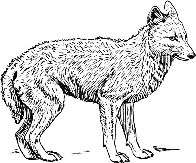 Jackal, Coyote Png, Download Png Image With Transparent - Jackal Drawing (800x644), Png Download