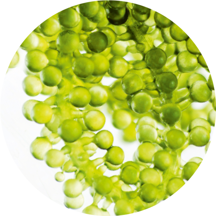 Botanical Caviar - Snap Pea (700x700), Png Download