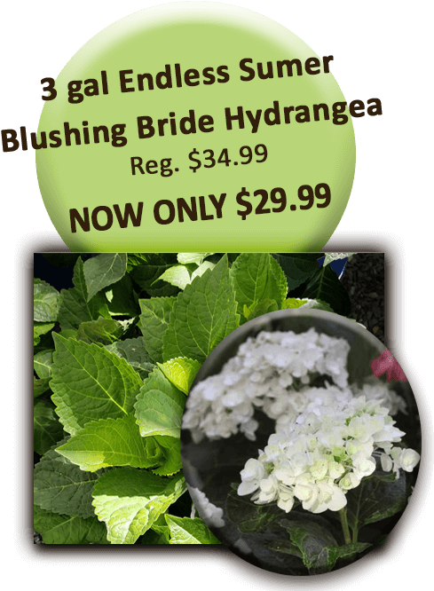 Endless Summer Blushing Bride - Trimble (504x720), Png Download