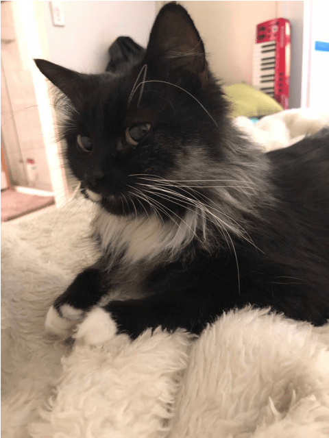 Donate To Petrescue - Black Cat (638x638), Png Download