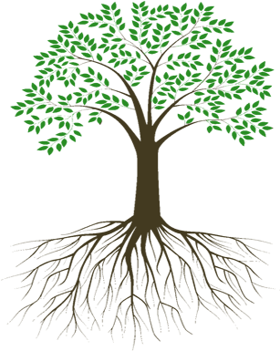 About Us - Tree With Roots Black And White (328x430), Png Download