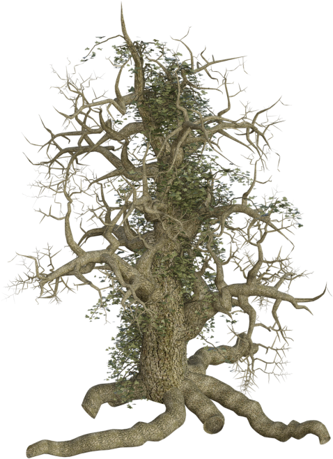 Jpg Free Free Photos Spooky Search Download Needpix - Tree (500x727), Png Download