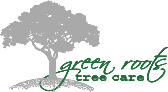 Download Green Roots Tree Care - Seyyah Ulu Çınarın Izinde PNG Image ...
