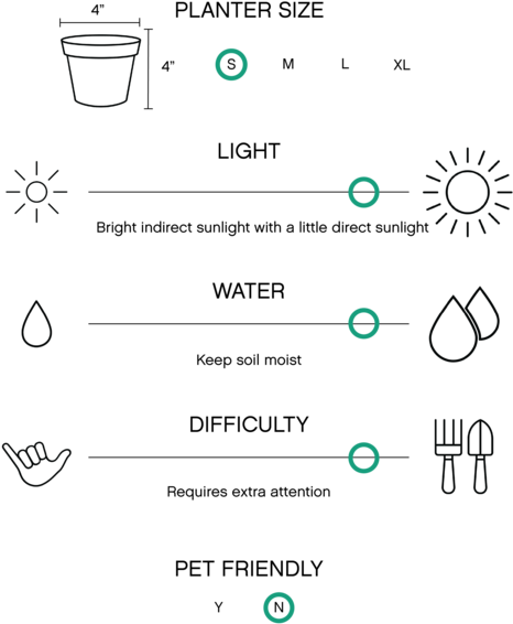 The 'gold Dust' Croton Plant Has Deep Green Leaves - Fern (563x600), Png Download