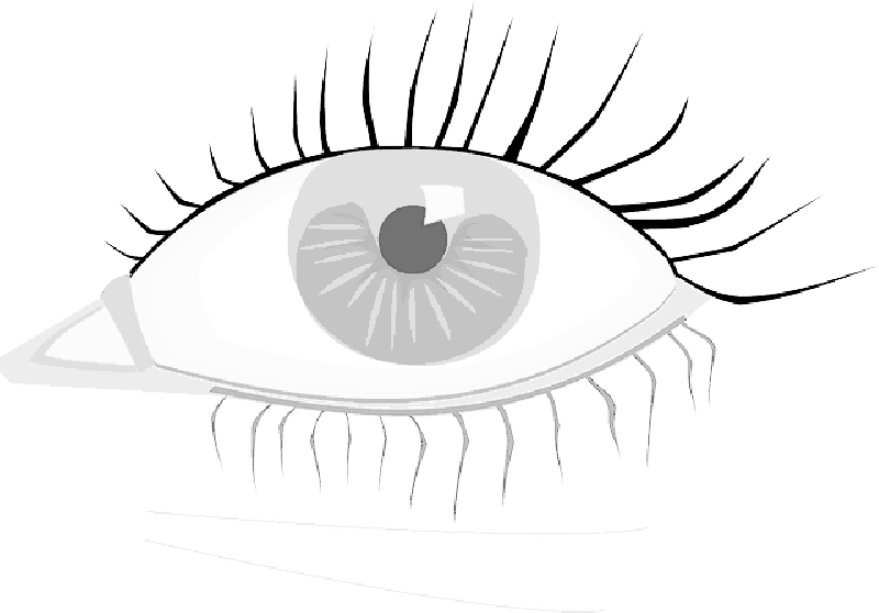 Mb Image/png - Eye Clip Art (800x558), Png Download