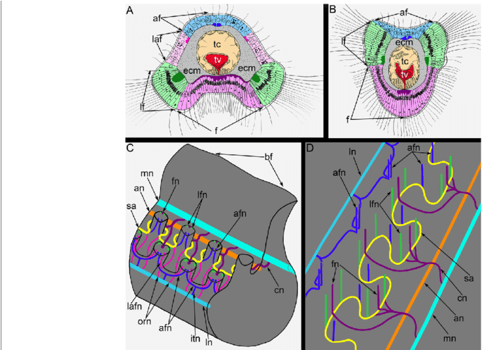 Schemes Of Innervation Of Tentacles And The Lophophore - Hemithiris Psittacea (850x496), Png Download
