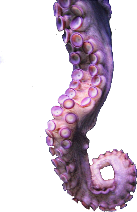Octopus Tentacle Trans Transparent - Tentacle Transparent (500x750), Png Download