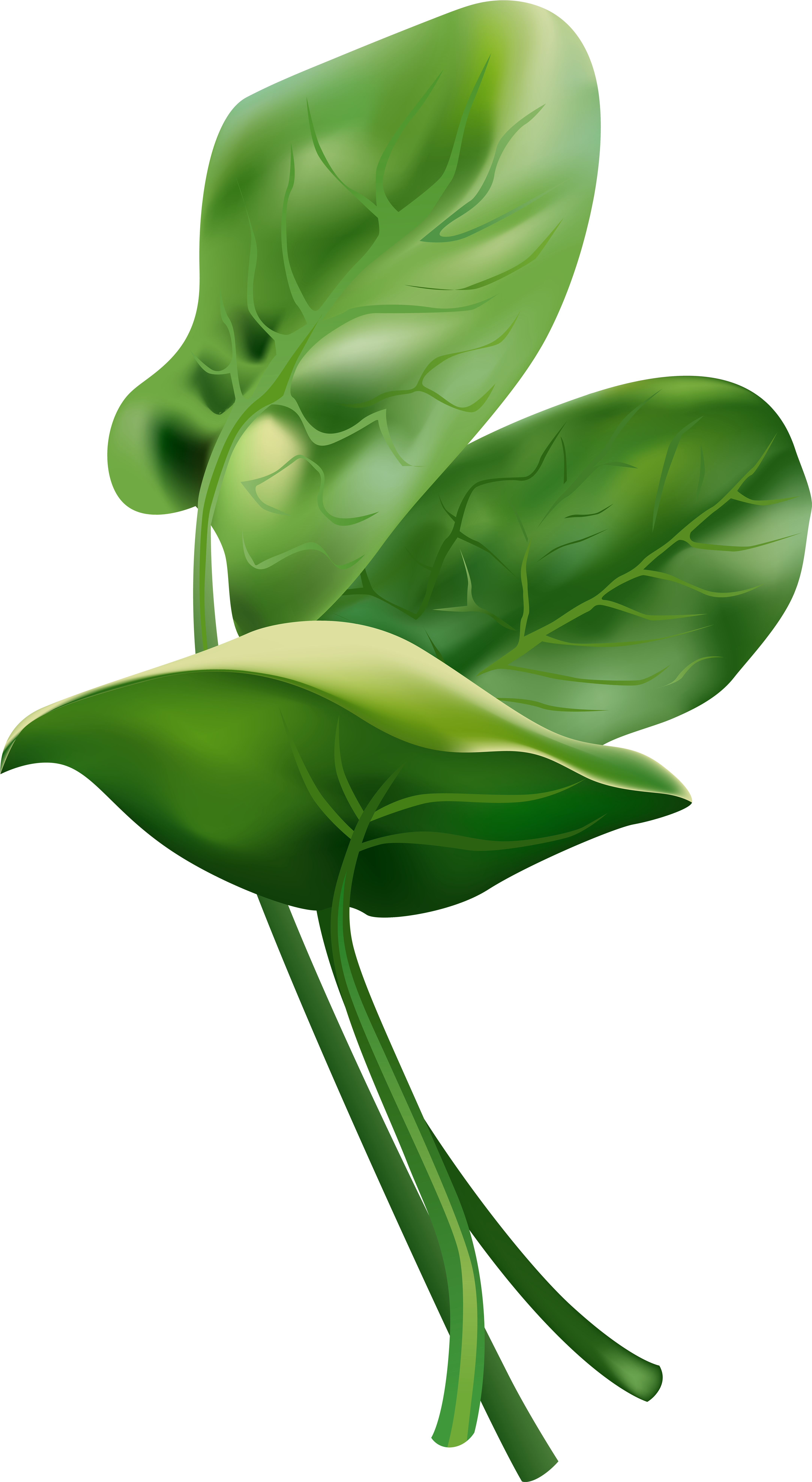 Picture Transparent Stock Free Png Clip Art Image Gallery - Anthurium (4414x8000), Png Download