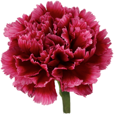 Wellington Carnation - Carnation (500x500), Png Download