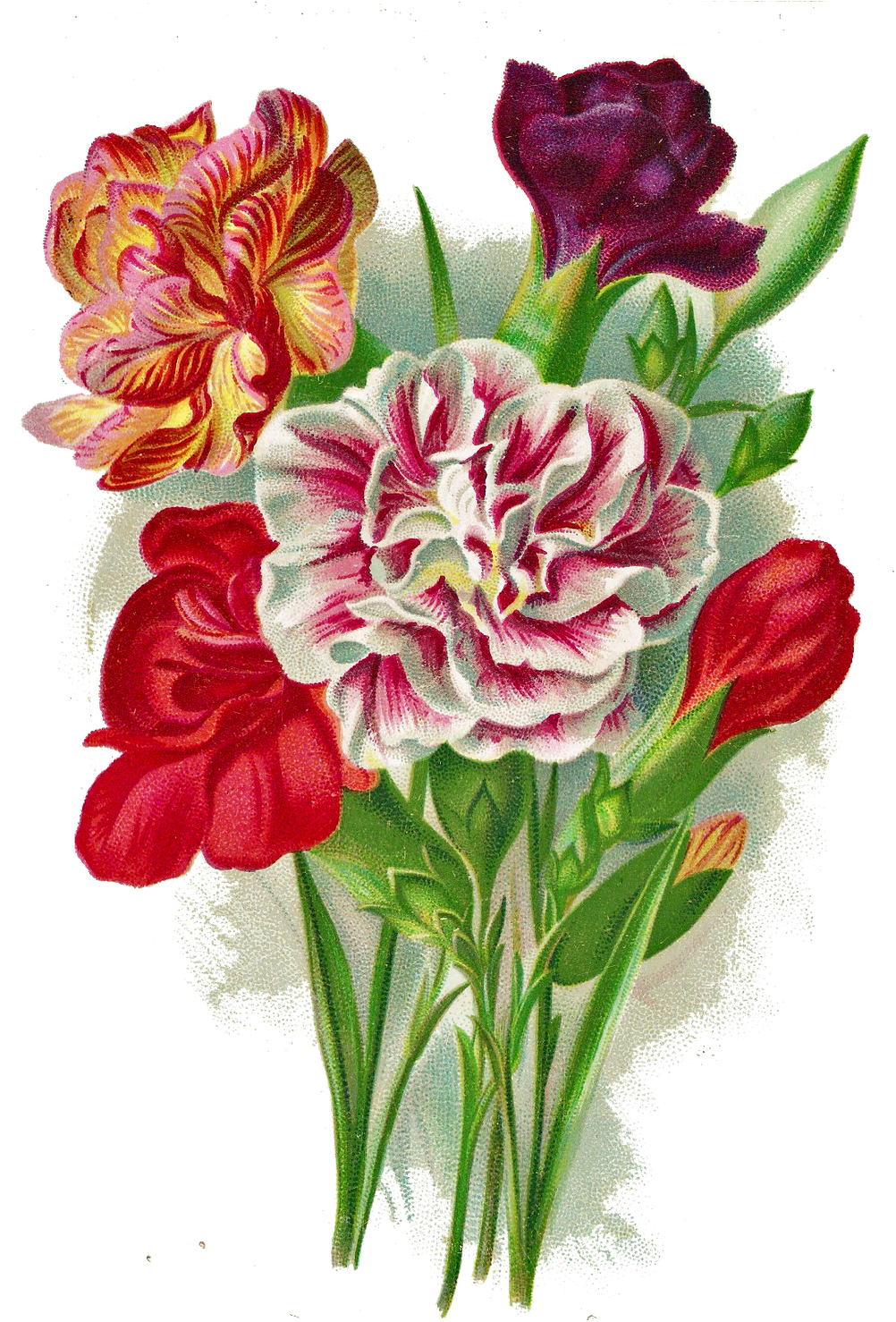 Http - //1 - Bp - Blogspot - Com/ Carnation Png Leaping - Flower Carnation Vintage Png (1085x1600), Png Download
