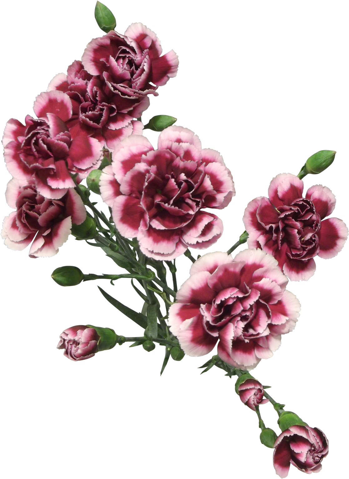 Cut Flowers Of Carnation Png - Transparent Painted Flowers Png (1600x1600), Png Download
