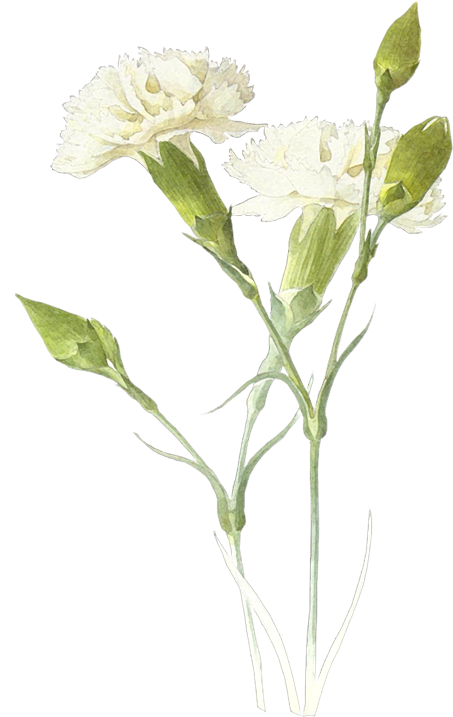 Laminas Y Trabajos Con Flores - Гвоздики (526x800), Png Download