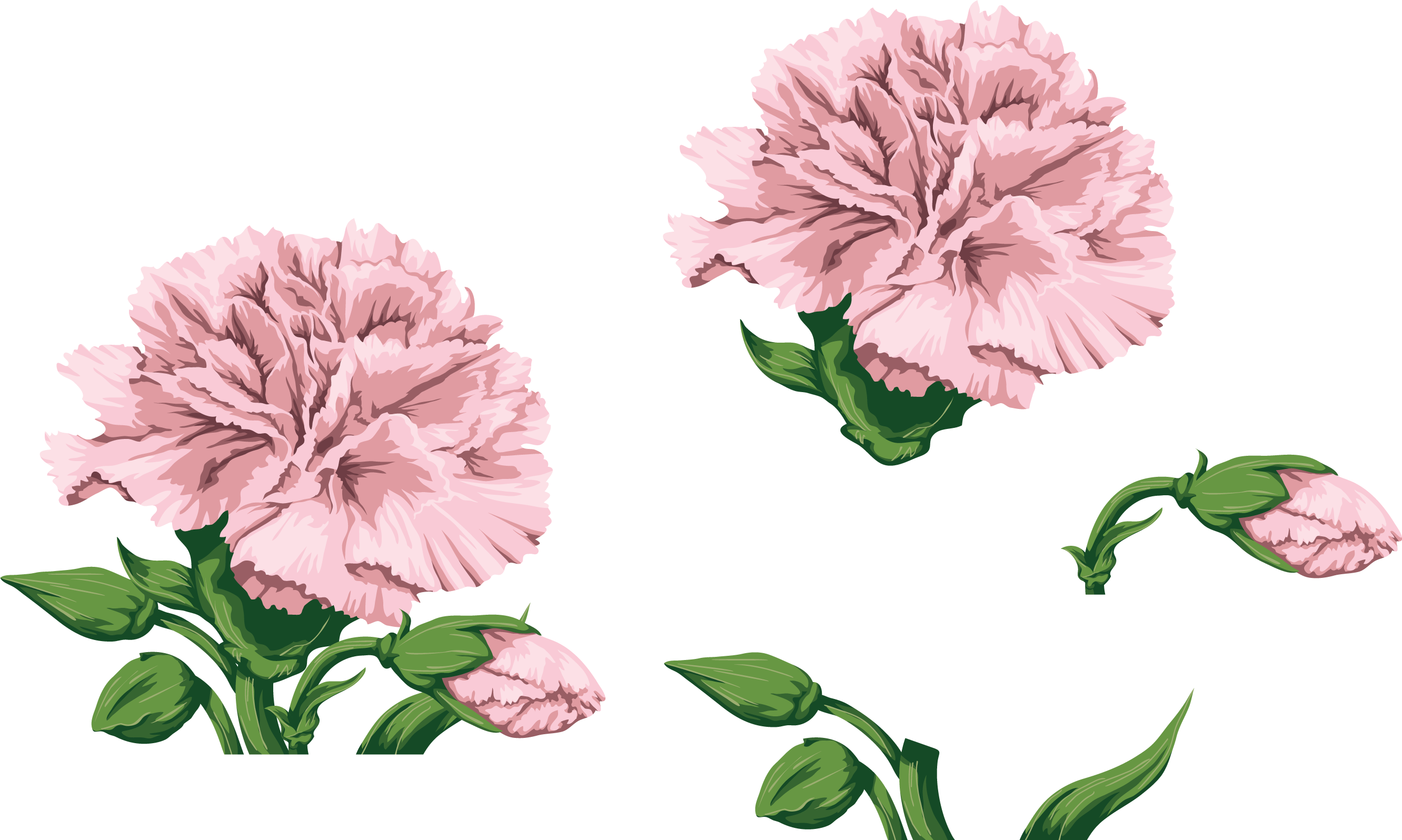 Carnations, Watercolor Flowers, Paint, Hands - Transparent Pink Carnation Clip Art (2663x1596), Png Download