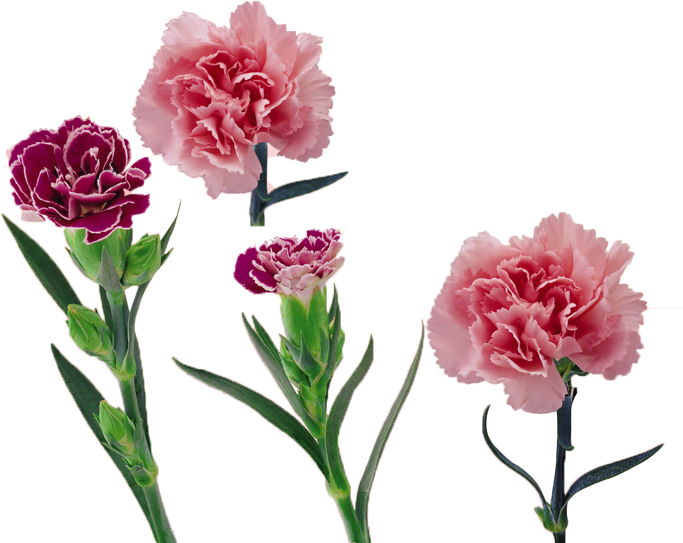 Royalty Free Library Carnation Vector Flower - 康乃馨 (1001x932), Png Download