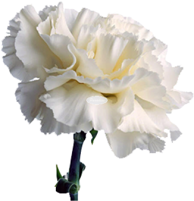 Carnation 1 - White Carnation Png (600x450), Png Download