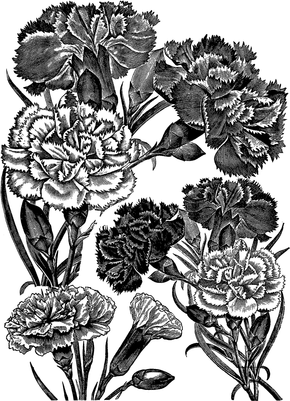 Digital Stamp Design - Black And White Transparent Carnation (1161x1600), Png Download