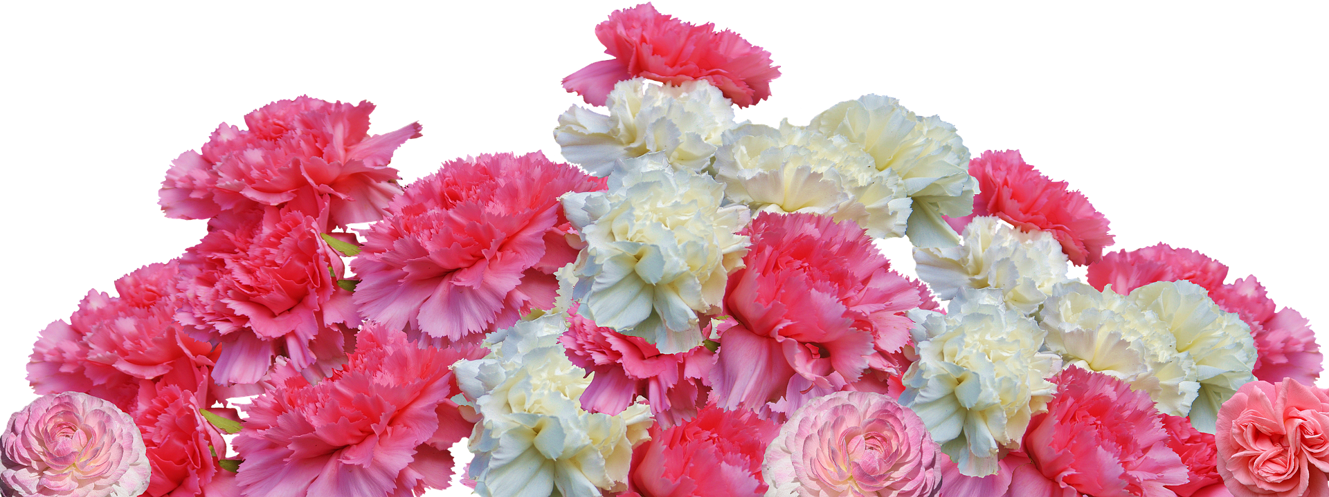 Carnations Can Be Delivered To Any Period But Lunch - Muskoka Retro (1920x719), Png Download