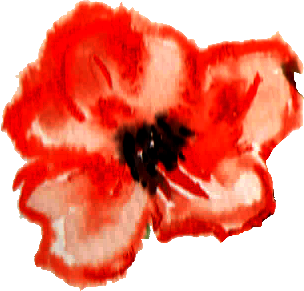 Festival International De Théâtre - Corn Poppy (605x580), Png Download