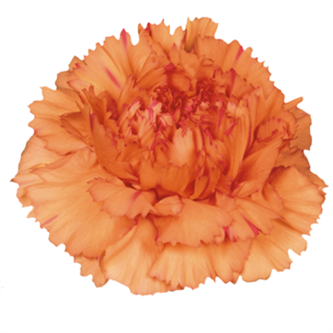 Carnation Solex - Orange Carnation Png (480x480), Png Download