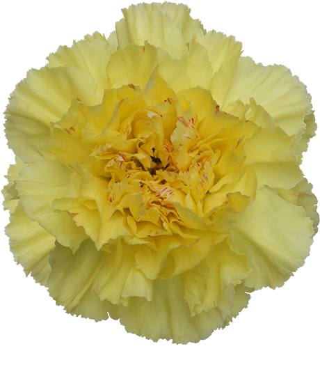 Colibri Flowers Carnation Hermes, Grower Of Carnations, - Hermès (600x600), Png Download