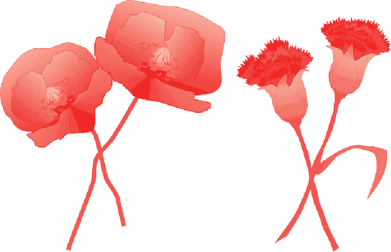 Mb Image/png - Claveles Png (800x517), Png Download