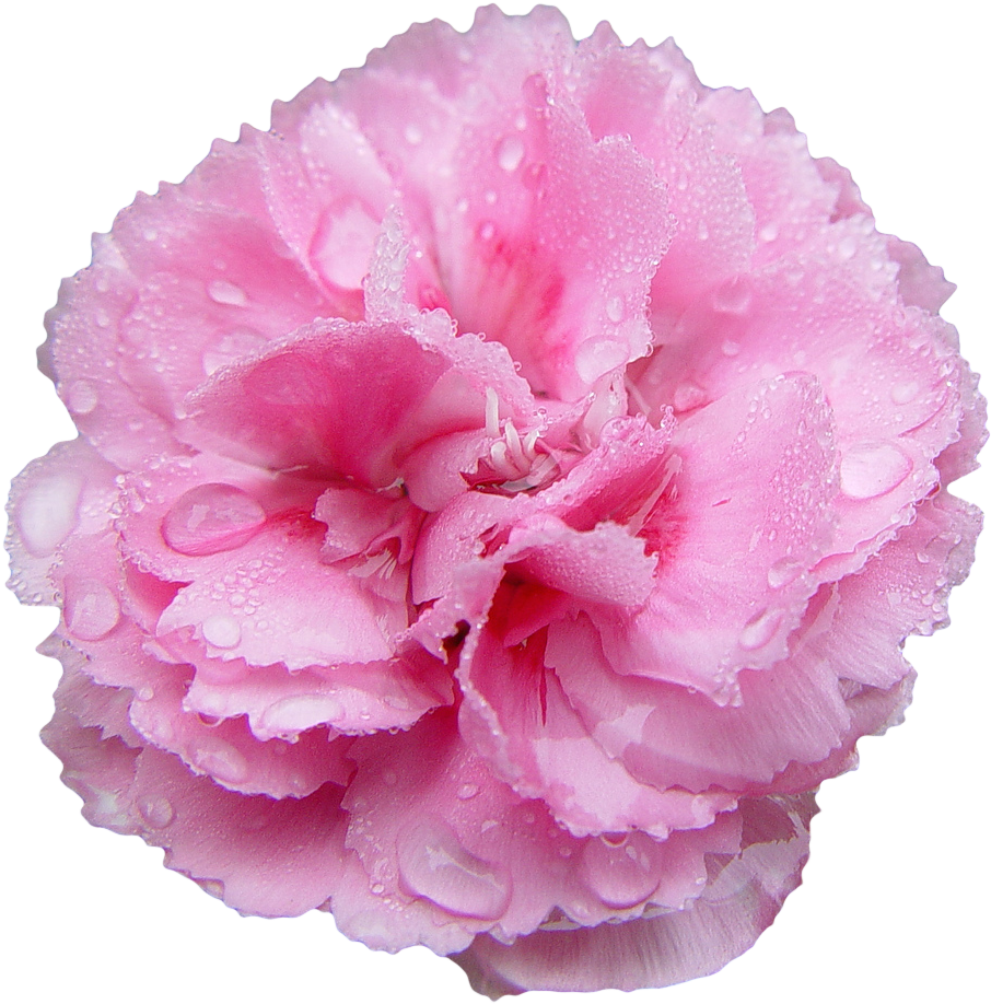 “pink Carnation - Carnation Transparent (918x922), Png Download
