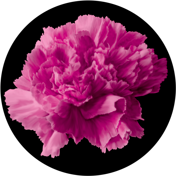Pink Carnation - Apollo Design 0103 Pink Carnation Glass Pattern C2-0103 (800x800), Png Download