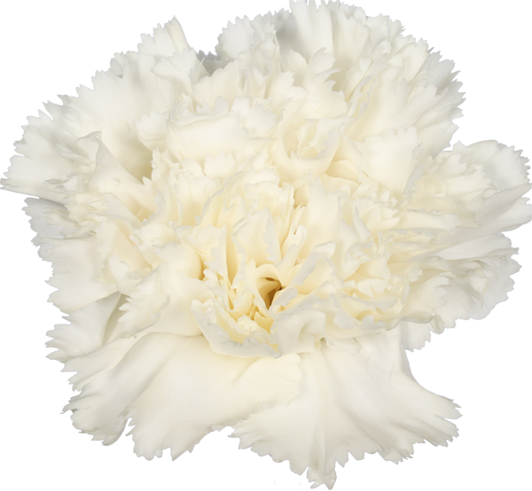 Dover - Carnation (600x554), Png Download