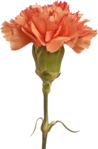 Independent Ask/rp Blog For Cagney Carnation, From - Carnation Flower (444x540), Png Download
