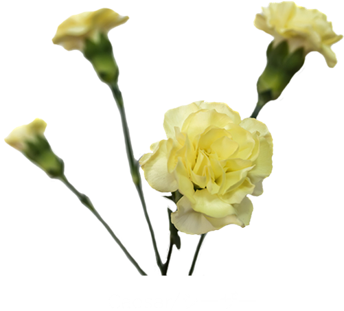 Added By Sunshine - Yellow Carnation Transparent (600x600), Png Download