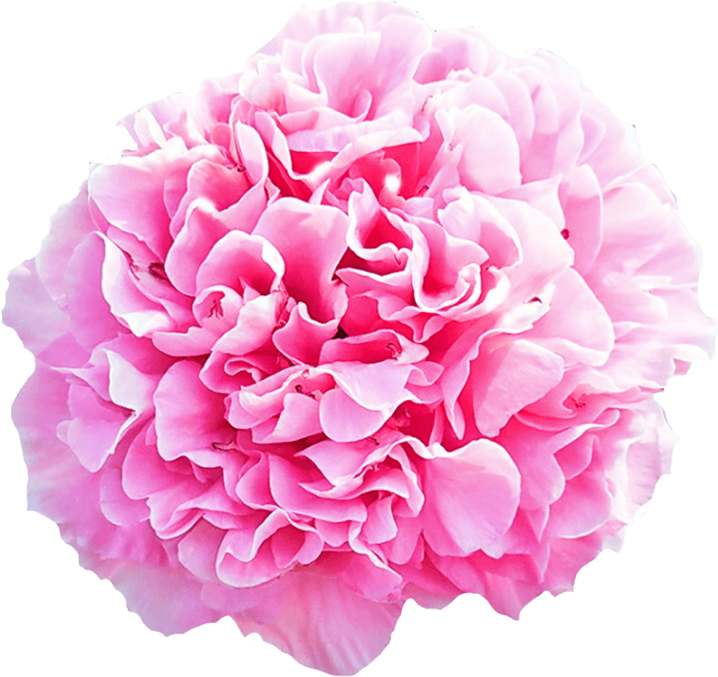 Peonies Boque Png (1500x1000), Png Download
