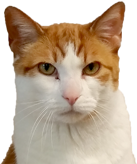 Cat Face Png (600x573), Png Download