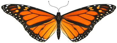 Mariposa Alas Pequeñas - Monarch Butterfly Transparent Gif (400x400), Png Download
