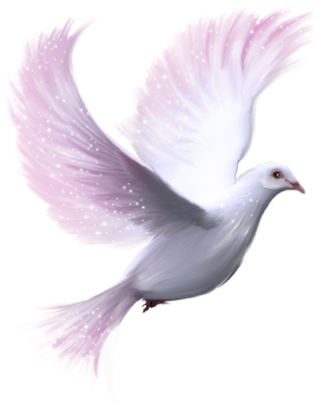 I Love You My Angel - White Dove Transparent Background (450x573), Png Download