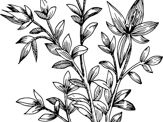 Drawn Leaves Transparent - Растение Эскиз (640x480), Png Download